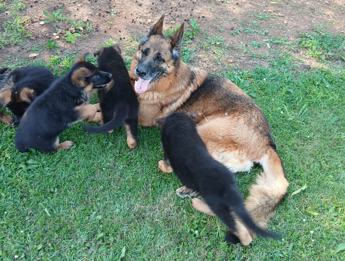 Cuccioli disponibili da riproduzione selezionata - Ciae del Gupo per Pas di Casa Venier